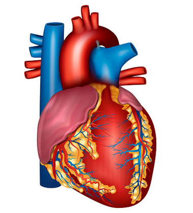 [Доктор Плесовских] Здоровье сердца и сосудов — ка_0.png